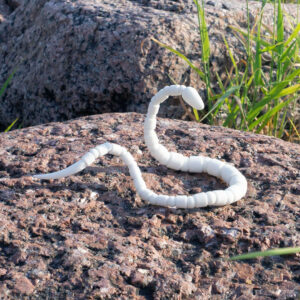 Kärmes white snake BJD majestically posing on a shore rock