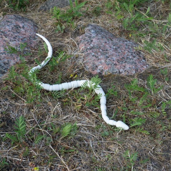 Kärmes snake BJD slithering among the scarse grass of a rocky shore